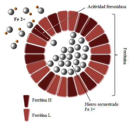 Gráfico
Descripción generada automáticamente